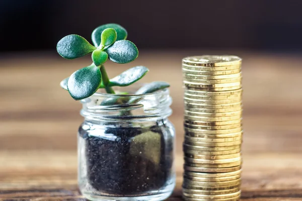 Concepto de crecimiento del dinero. Concepto de crecimiento financiero con pilas de monedas de oro y árbol de dinero (planta crassula ). — Foto de Stock