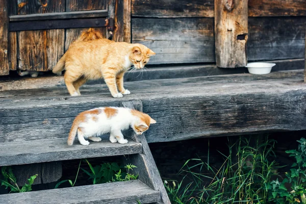 Red and white cat with small kittens against a wooden wall of old wooden hut in a countryside.Cats family. Rustic style. Selective focus.