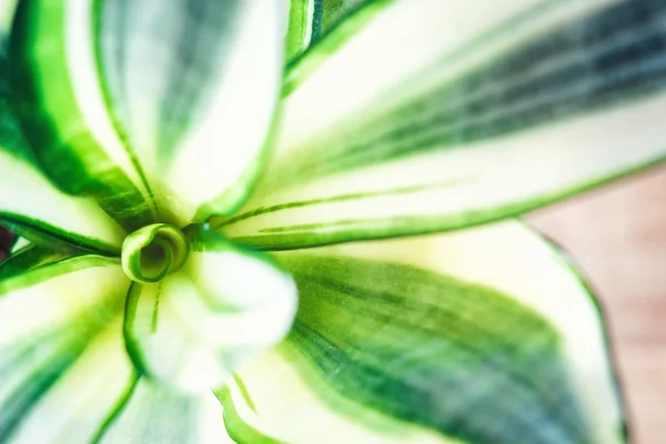 Dekoratif ev bitki-Sansevieria trifasciata altın hahnii ahşap arka plan üzerinde bir tencerede. Yılan bitkisi. Üstte görüntü.