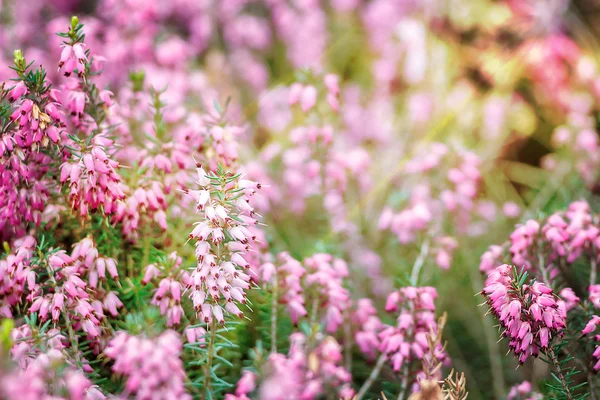 Canlı pembe fundalık güzel alan (Calluna vulgaris) bahar güneşinde açık havada çiçek. Botanik fotoğraf. Heather çiçekleri. Küçük menekşe çiçekleri. Bahar çiçeği arka plan. Retro tarzı.