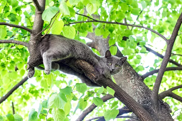Curioso gato azul sentado en lo alto de un árbol en pose relajante . — Foto de Stock