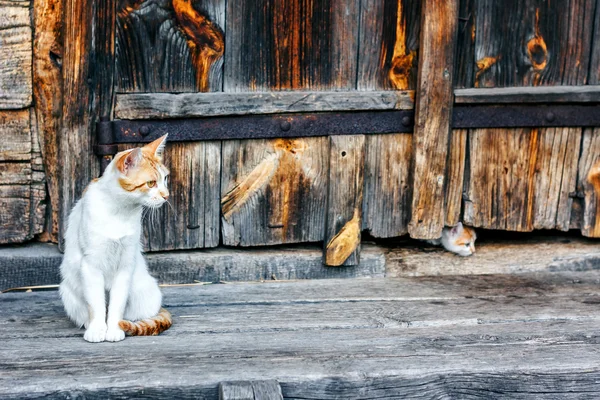 Gato rojo y blanco con gatitos pequeños contra una pared de madera de una vieja choza de madera en un campo.Familia de gatos. Estilo rústico. Enfoque selectivo . — Foto de Stock