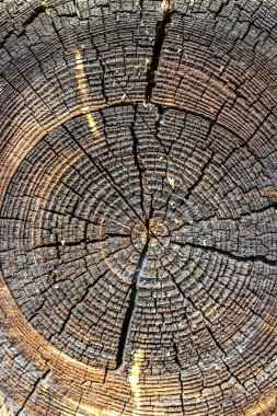 Ahşap doku kesme ağaç gövdesi, yakın çekim. Ağaç gövdesi büyüme yüzük gösterilen kesiti. Ağaç kütüğü dokusuna abstract, ahşap antik çatlamak. Seçici odak.