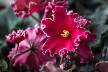 African violet (kırmızı menekse ionantha) houseplant portre. 