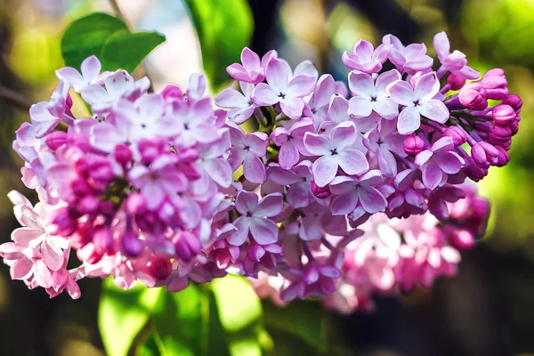 Lilac blooms. A beautiful bunch of lilac closeup. Lilac Flowering. Lilac Bush Bloom. Lilac flowers in the garden.