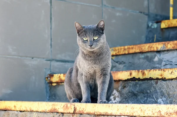 Curioso gato divertido azul sentado en las escaleras en pose relajante . — Foto de Stock