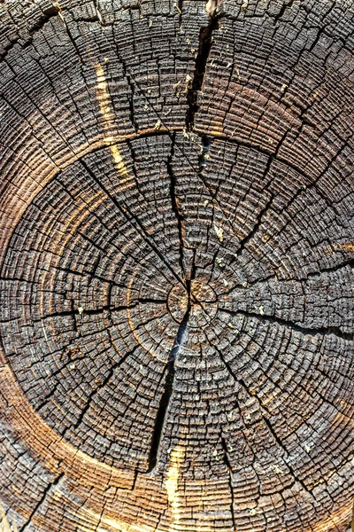Ahşap doku kesme ağaç gövdesi, yakın çekim. Ağaç gövdesi büyüme yüzük gösterilen kesiti. Ağaç kütüğü dokusuna abstract, ahşap antik çatlamak. Seçici odak.