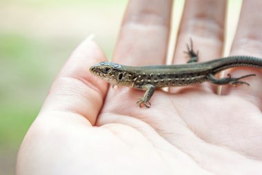 Yeşil ve kahverengi kertenkele (Lacerta viridis, Lacerta agilis), kertenkelegiller (Yeşil kertenkele) familyasından bir kertenkele türü. Kertenkele insan avuç içinde.