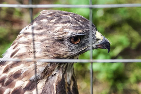 Eagle in a cage. Sad eagle. Sad hawk. Sad bird. Sadness. Eagle in cage. Bird in cage. Captured wildlife. Buzzard. — Stock Photo, Image