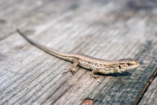 Yeşil ve kahverengi kertenkele (Lacerta viridis, Lacerta agilis), kertenkelegiller (Yeşil kertenkele) familyasından bir kertenkele türü. Ahşap backdround üzerinde Kertenkele.