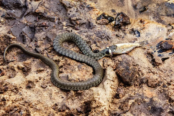 Evropský travní had (Natrix natrix), který krmí mrtvou rybu na břehu řeky. Hadí had. — Stock fotografie