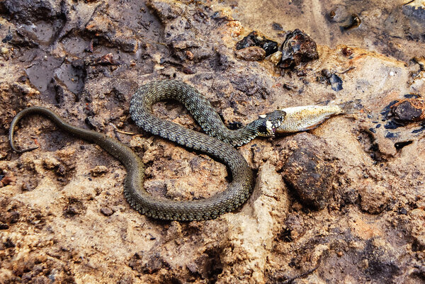 European grass snake (Natrix natrix) feeding on a dead fish on the river bank. Masculine reptile.