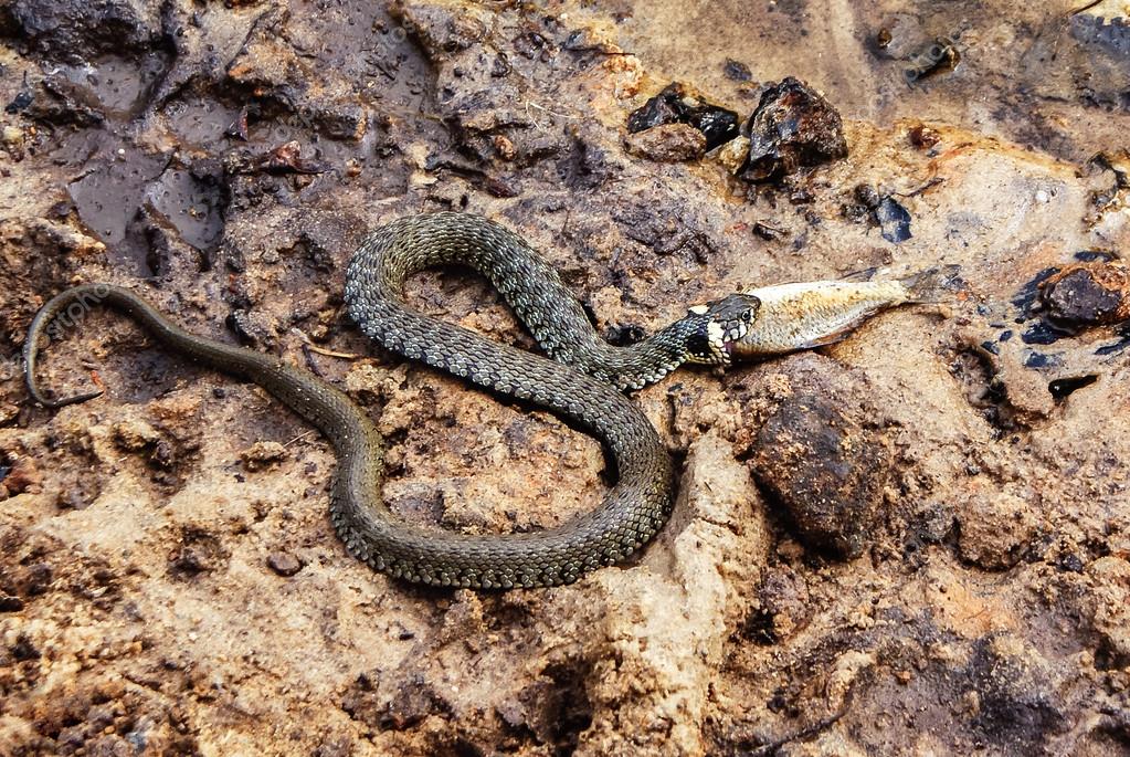 Stock photo of Grass snake (Natrix natrix) juvenile playing dead