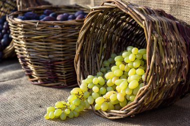 Üzüm sonbaharda hasat. Hasır sepet ile taze çuval bezi arka plan üzerinde beyaz üzüm hasat.