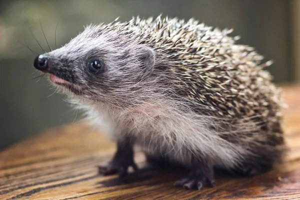 Junger bezaubernder stacheliger Europäischer Igel (erinaceus albiventris) auf Holzgrund — Stockfoto