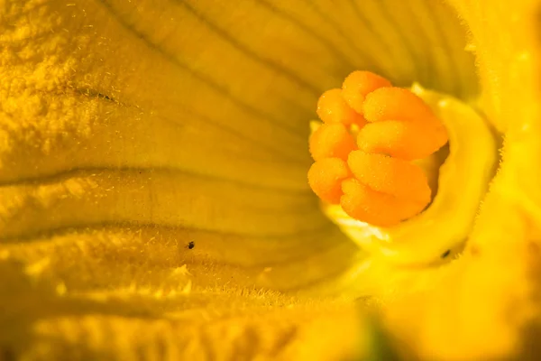 Calabacín (Cucurbita pepo) gran flor amarilla hermosa de cerca. Calabacín con flores en el huerto. Zucchinis detalle growig flor. Verduras ecológicas en la granja. Fondo floral brillante . —  Fotos de Stock