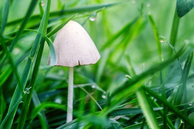 Doğada büyüyen portre resim mantar. Botanik fotoğraf. Yan görünümü tehlikeli küçük beyaz kap mantar (Amanita phalloides) arasında çayır çiy yağmurlu kopya alanı ile sonra sabahı