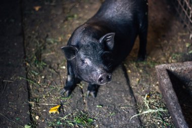 Çok tembel, sevimli ve güzel Tay tarzında Vietnamca pot göbek piglet, çiftlikte yaşayan hayvan. İber domuz kara ayaklı kamera merakla arıyorsunuz.