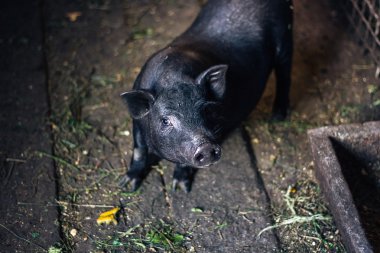 Very lazy, cute and beautiful thai style vietnamese pot belly piglet, animal living on the farm. Black-footed Iberian pig looking in camera with curiosity. clipart