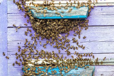 Bir arı kovanı açılış kurullarına yeşil bir bahçe içinde uçan arı ile yapılan kovanlarını. Bal arı uçak iniş gemide, closeup Hive'a girmeye çalışırken.
