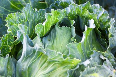 Bahçede yeşil büyük taze olgun lahana büyüyor. Organik sebze gruptaki. Lahana ayrıntı veya lahana arka plan.