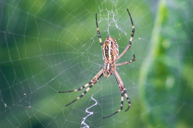 Sarı-siyah örümcek. Argiope Bruennichi veya wasp-örümcek web, yeşil doğal arka plan, closeup örümcek ağı.