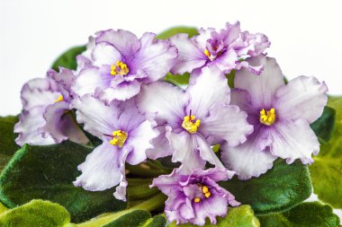 Saksı African Violet (Menekşe ionantha) beyaz arka plan üzerinde izole