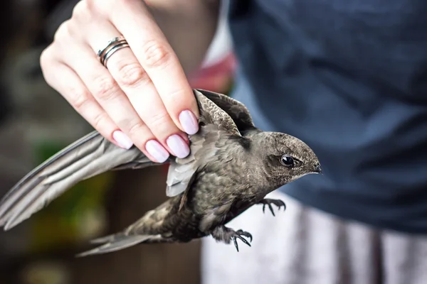 Woman's hand holding a young, wild, beautiful, grey bird (common swift) per wings. Selective focus. — Stock Photo, Image