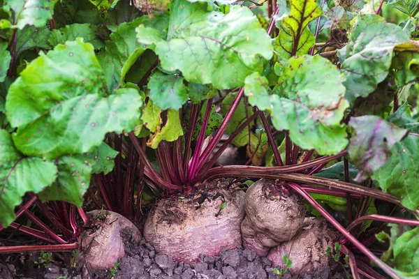 Zralé velké červené řepy roste v zemi. Čerstvé sklizená řepa, řepa s listy na půdě pozadí. Biozelenina v serverové farmě. Detail z červené řepy. — Stock fotografie