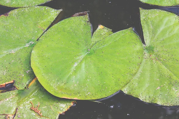 Waterlelies bloeien in het vijverwater — Stockfoto