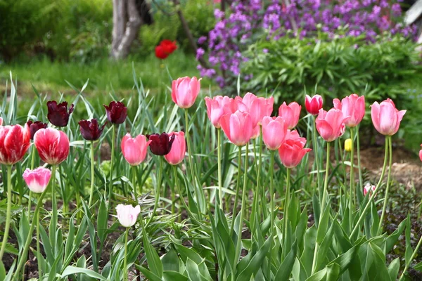 Tulips garden scene