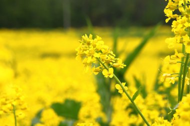 Sarı çiçekli bahar çayır