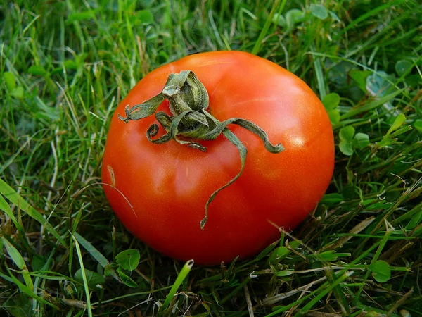 Tomaat op het gras — Stockfoto