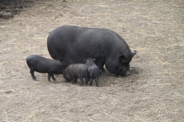 Pig with piglets