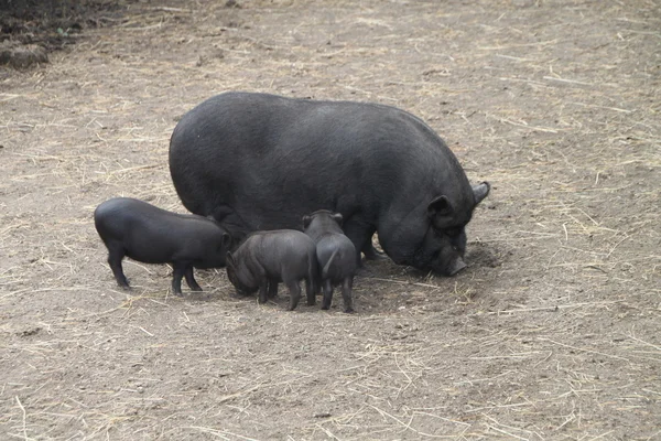 Cerdo con lechones — Foto de Stock