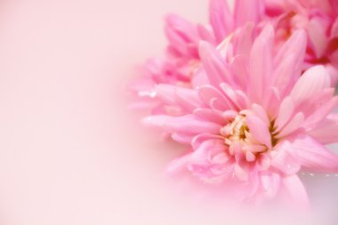 Pembe çiçekler beyaz sıvı arka plan üzerinde yalan