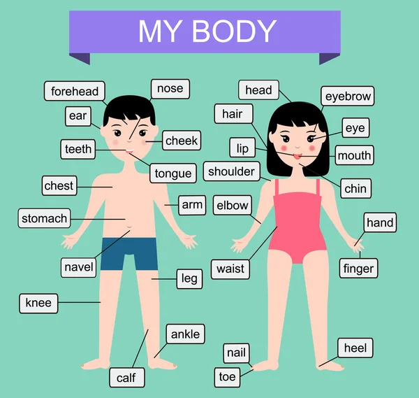 Il mio corpo. Imparare le parti umane del corpo. Illustrazione vettoriale educativa per bambini. Infografica per bambini — Vettoriale Stock