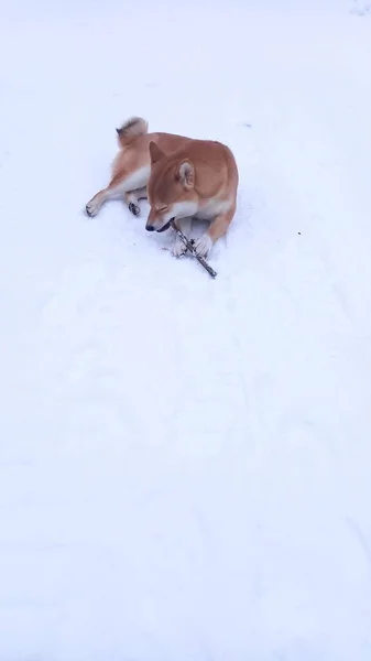 Rassehund Akita Liegt Auf Schnee Und Spielt Mit Stock — Stockfoto