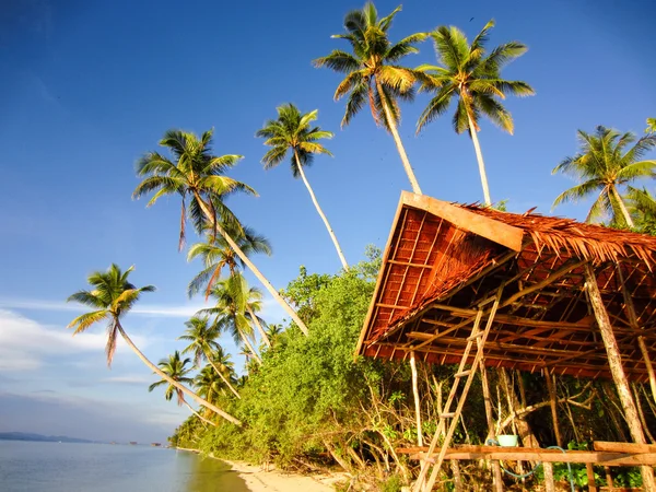 Palm, tropická pláž a moře — Stock fotografie