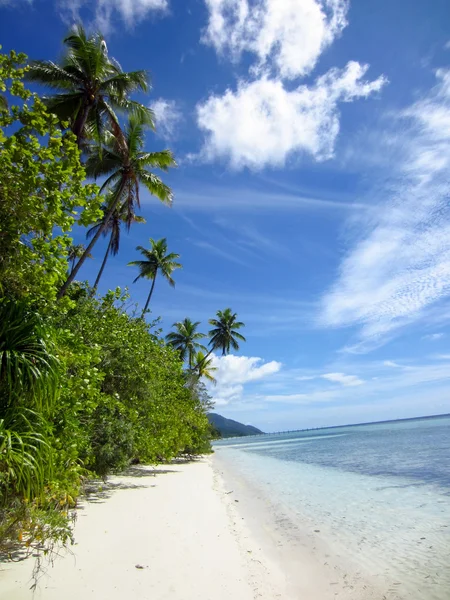 Palm, tropiska stranden och havet — Stockfoto