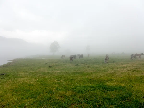 Paisaje vista panorámica del campo en la montaña en niebla — Foto de Stock