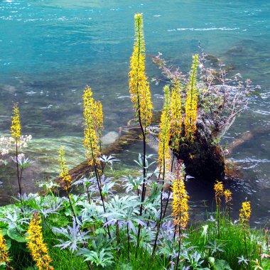 Yellow flowers near a mountain river