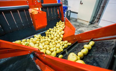Sıralama, işleme ve paketleme fabrikası patates