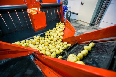 Sıralama, işleme ve paketleme fabrikası patates