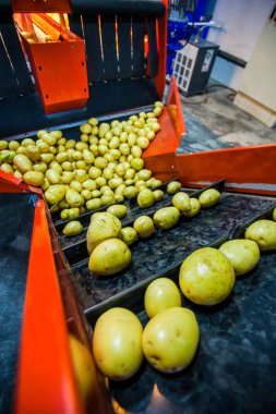 Sıralama, işleme ve paketleme fabrikası patates