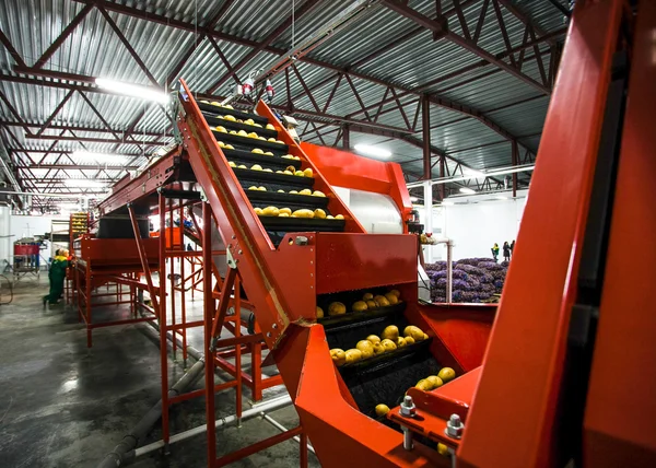 Sıralama, işleme ve paketleme fabrikası patates
