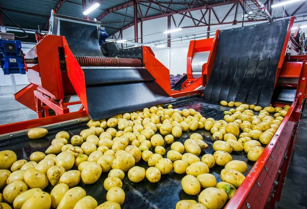 Clasificación, procesamiento y envasado de patatas — Foto de Stock