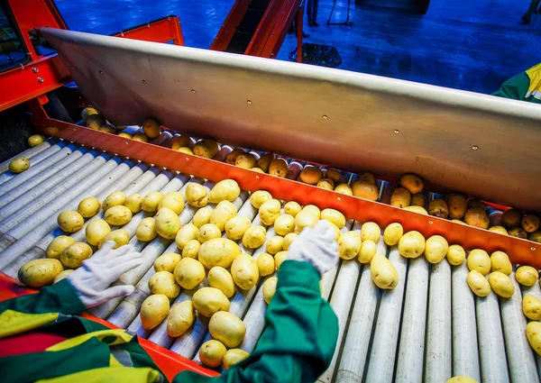 Ziemniak, sortowania, przetwarzania i pakowania fabryki — Zdjęcie stockowe