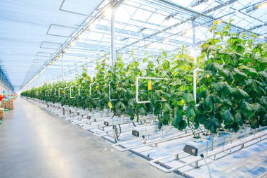 Yeşil ürün modern sera içinde
