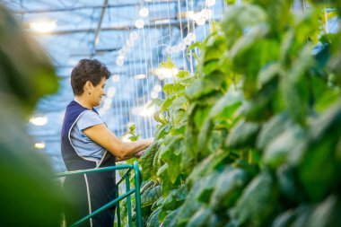Russia, Omsk - September 26, 2014: green crop in greenhouse